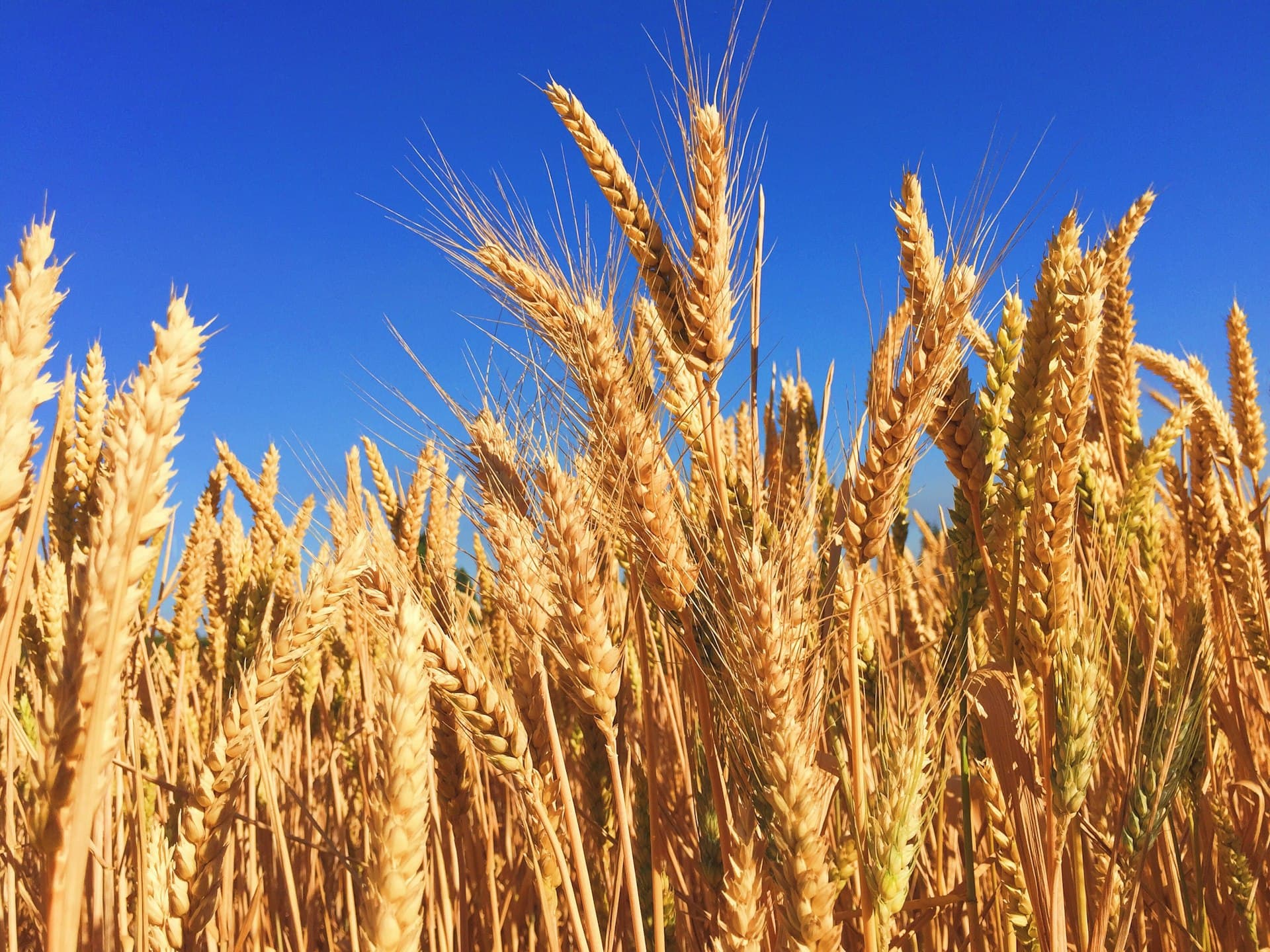 Golden grain stalks swaying in warm sunlight