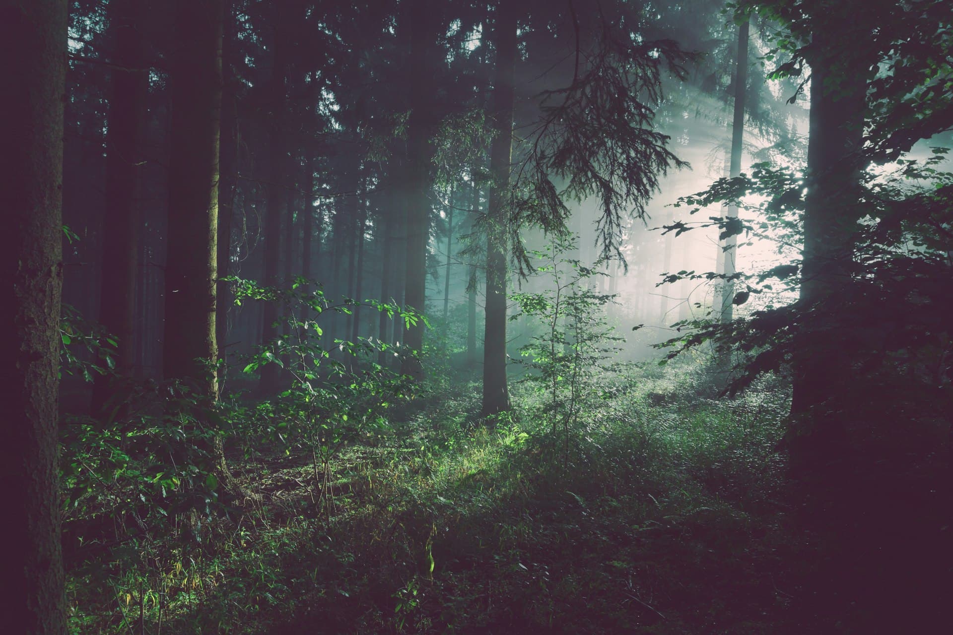 Sunlight filtering through a peaceful forest of tall trees