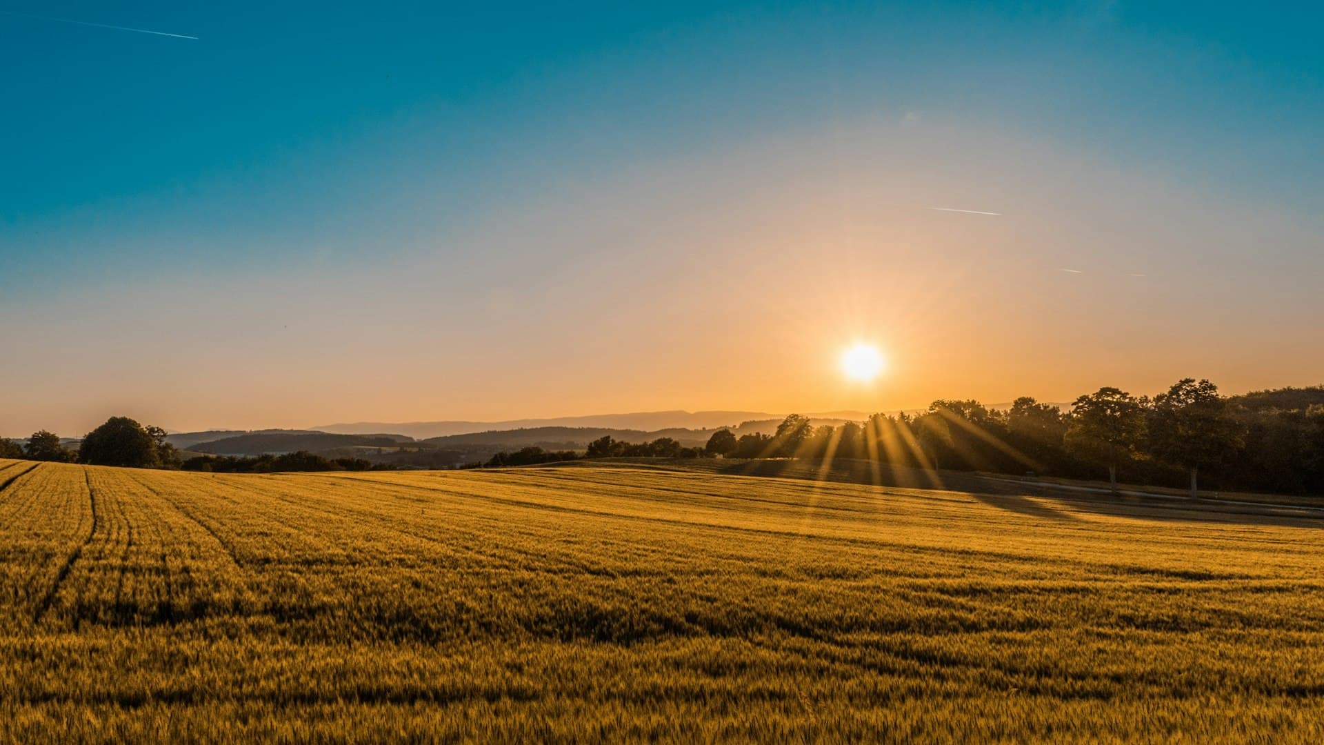 Sun rising over a golden harvest field